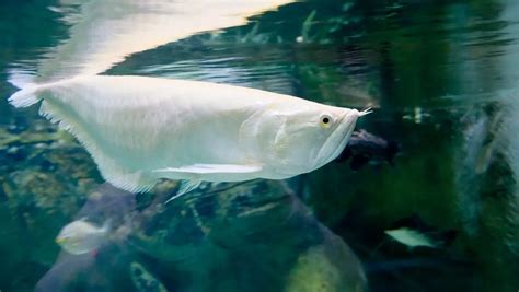 銀龍魚壽命|銀龍魚飼養指南與物種介紹：從水族缸佈置到健康管理。